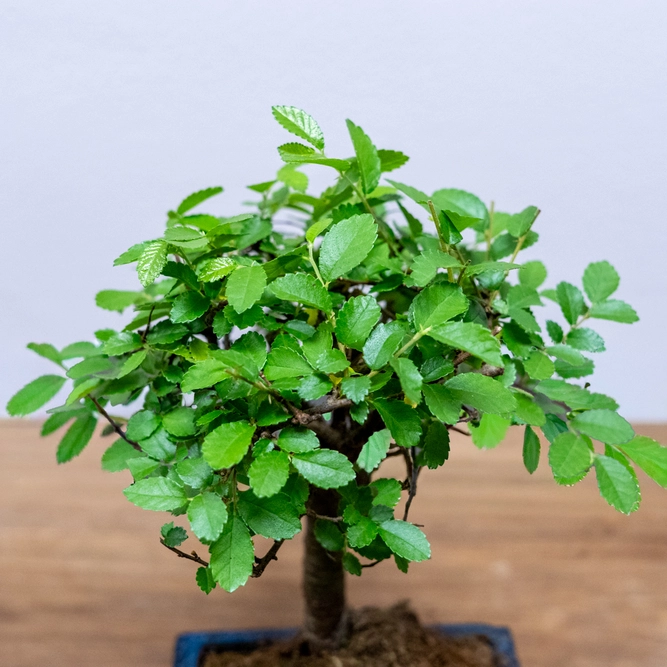 Bonsai Zelkova (Pot Size 12cm) Japanese Elm - image 2