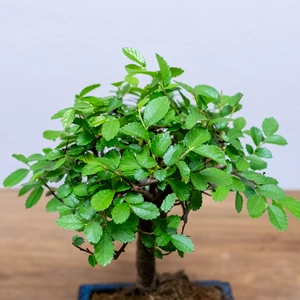 Bonsai Zelkova (Pot Size 12cm) Japanese Elm - image 2