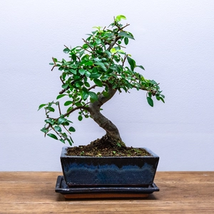 Bonsai Zelkova (Pot Size 20cm) Japanese Elm - image 1