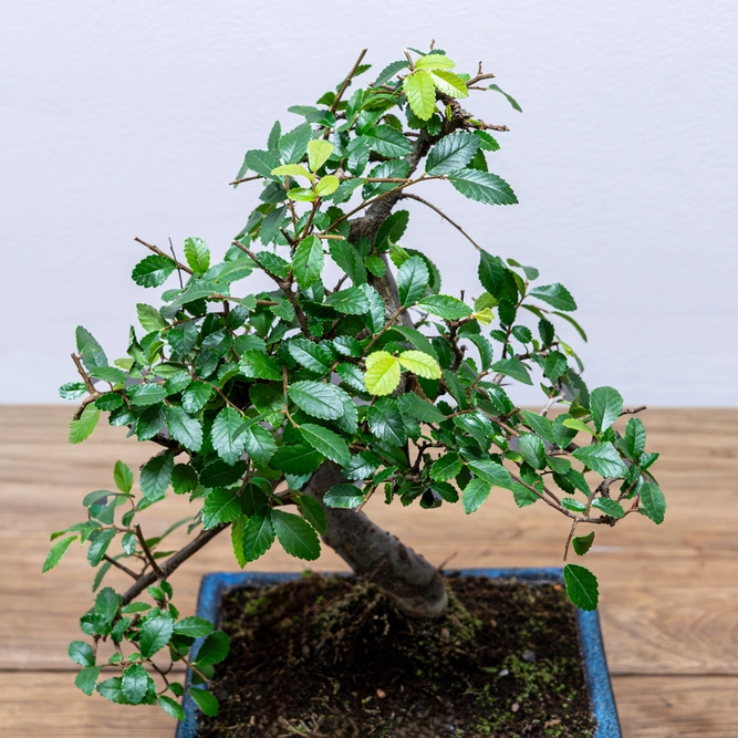 Bonsai Zelkova (Pot Size 20cm) Japanese Elm - image 2