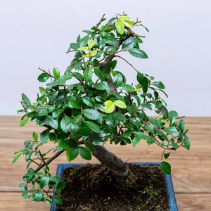 Bonsai Zelkova (Pot Size 20cm) Japanese Elm - image 2