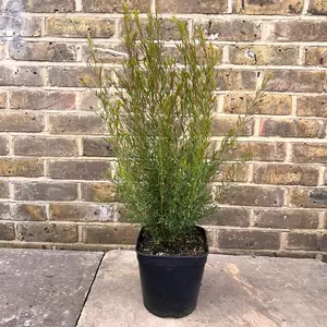 Boronia heterophylla 'Rubra' (Pot Size 4Ltr) - image 1