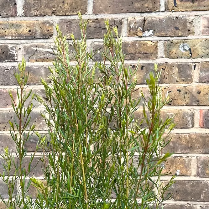 Boronia heterophylla 'Rubra' (Pot Size 4Ltr) - image 2