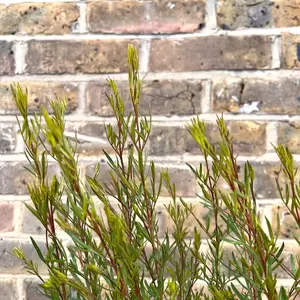 Boronia heterophylla 'Rubra' (Pot Size 4Ltr) - image 3