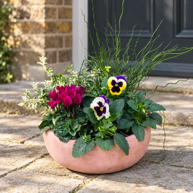 Bosman's Winter Bowl (33cm) Cyclamen, Pansy, Juncus, Euonymus Terracotta Bowl Planter - image 1