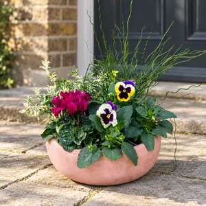 Bosman's Winter Bowl (33cm) Cyclamen, Pansy, Juncus, Euonymus Terracotta Bowl Planter