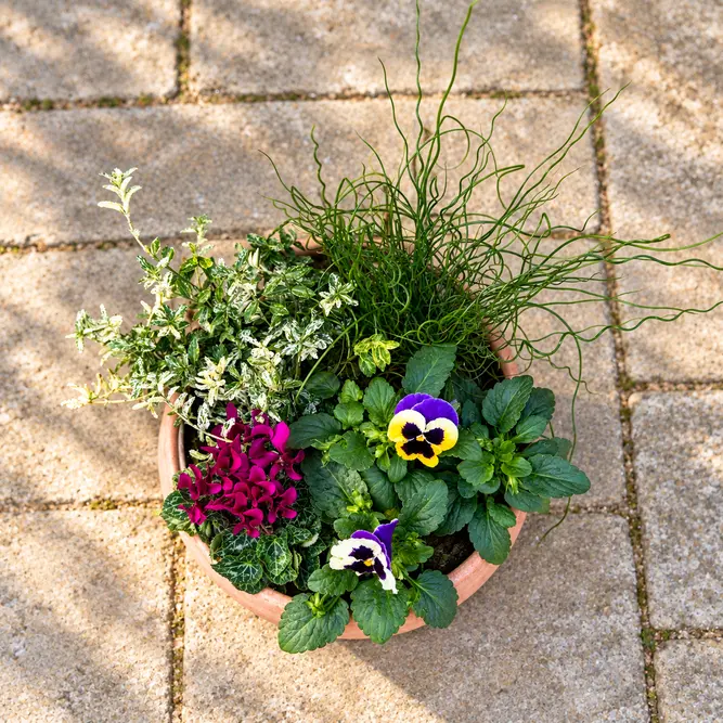 Bosman's Winter Bowl (33cm) Cyclamen, Pansy, Juncus, Euonymus Terracotta Bowl Planter - image 2