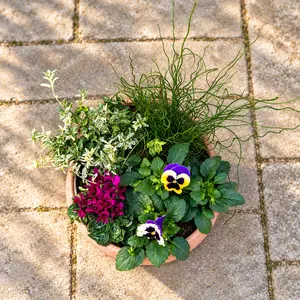 Bosman's Winter Bowl (33cm) Cyclamen, Pansy, Juncus, Euonymus Terracotta Bowl Planter - image 2