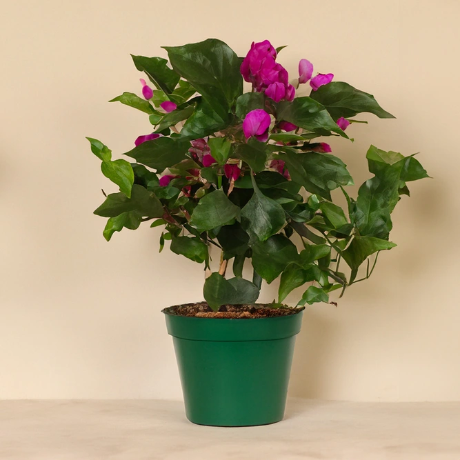 Bougainvillea 'Purple' (Pot Size 14cm)