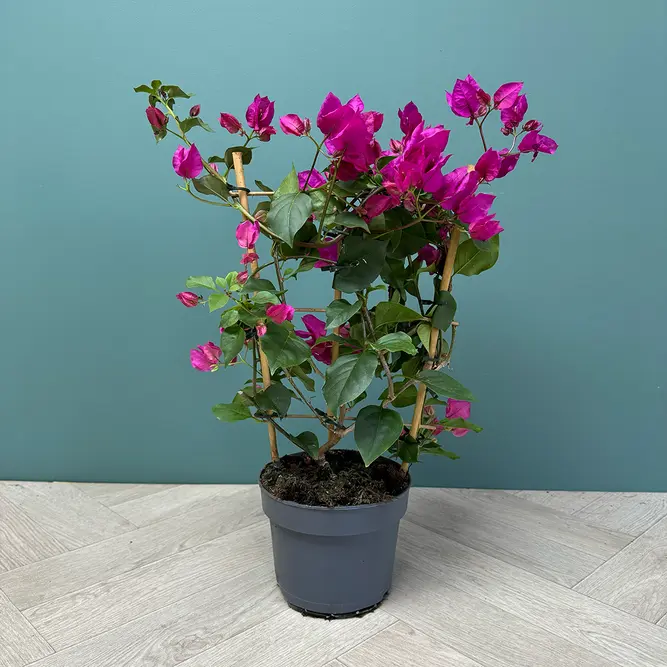 Bougainvillea 'Purple' Trellis (Pot Size 17cm) - image 1