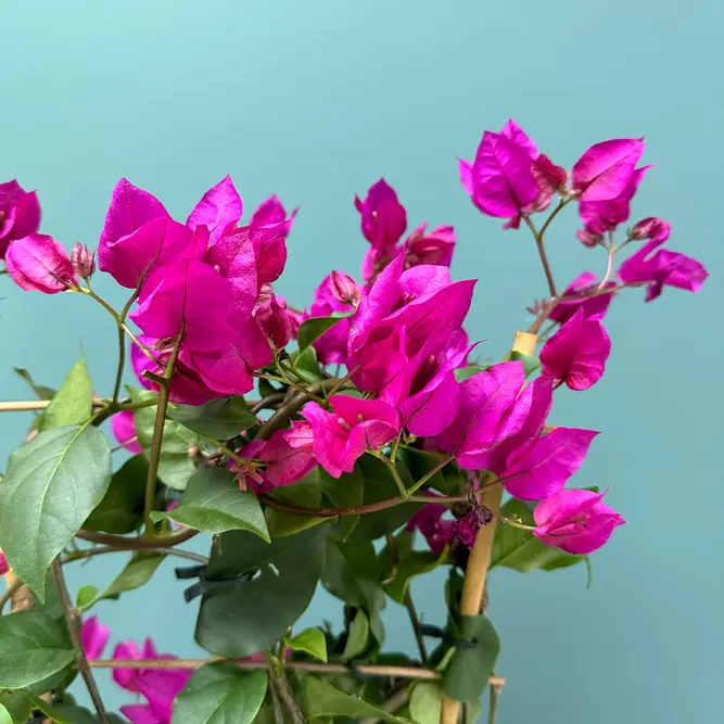 Bougainvillea 'Purple' Trellis (Pot Size 17cm) - image 2