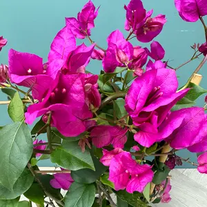 Bougainvillea 'Purple' Trellis (Pot Size 17cm) - image 3