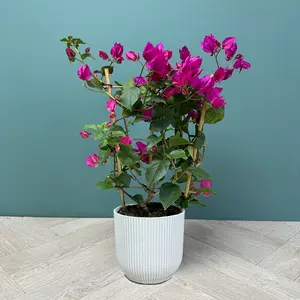 Bougainvillea 'Purple' Trellis (Pot Size 17cm) - image 4