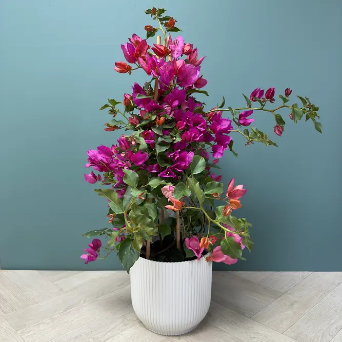 Bougainvillea sanderiana 'Pyramid' (Pot Size 17cm) - image 1