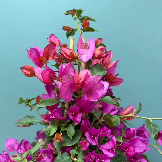 Bougainvillea sanderiana 'Pyramid' (Pot Size 17cm) - image 3