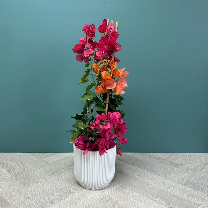 Bougainvillea sanderiana 'Pyramid Red' (Pot Size 17cm) - image 5