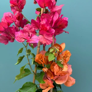 Bougainvillea sanderiana 'Pyramid Red' (Pot Size 17cm) - image 2