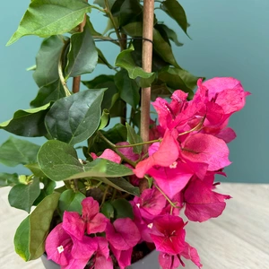 Bougainvillea sanderiana 'Pyramid Red' (Pot Size 17cm) - image 3