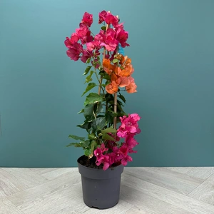 Bougainvillea sanderiana 'Pyramid Red' (Pot Size 17cm) - image 4