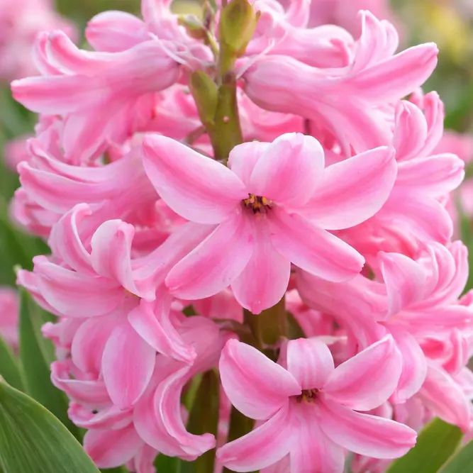 Bowl of Hyacinthus 'Pink Pearl' - Bulbs in Pots - image 1