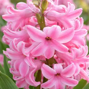 Bowl of Hyacinthus 'Pink Pearl' - Bulbs in Pots - image 1