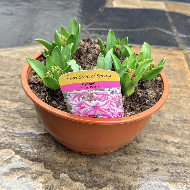 Bowl of Hyacinthus 'Pink Pearl' - Bulbs in Pots - image 2