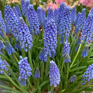 Bowl of Muscari 'Armeniacum' - Bulbs in Pots