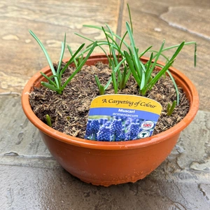 Bowl of Muscari 'Armeniacum' - Bulbs in Pots - image 2