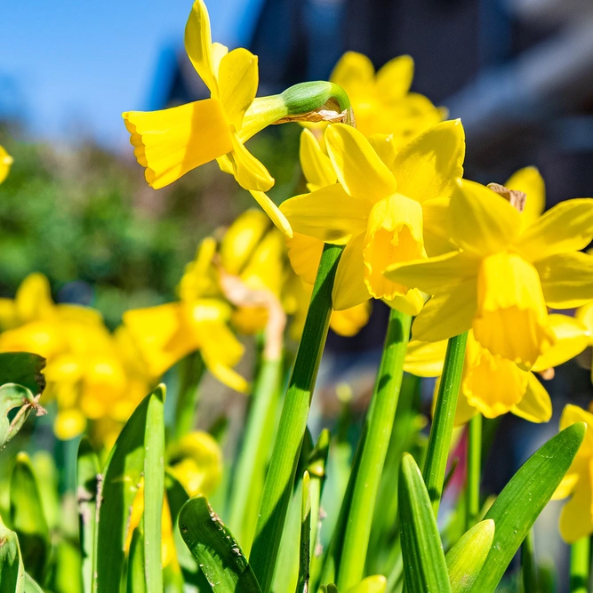 Bowl of Narcissus 'Tete a Tete' - Bulbs in Pots - image 1