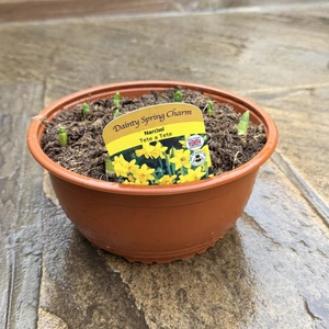 Bowl of Narcissus 'Tete a Tete' - Bulbs in Pots - image 2