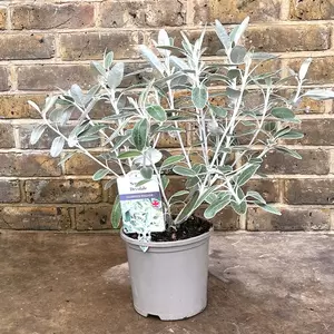 Brachyglottis 'Drysdale' (Pot Size 3L) - image 2