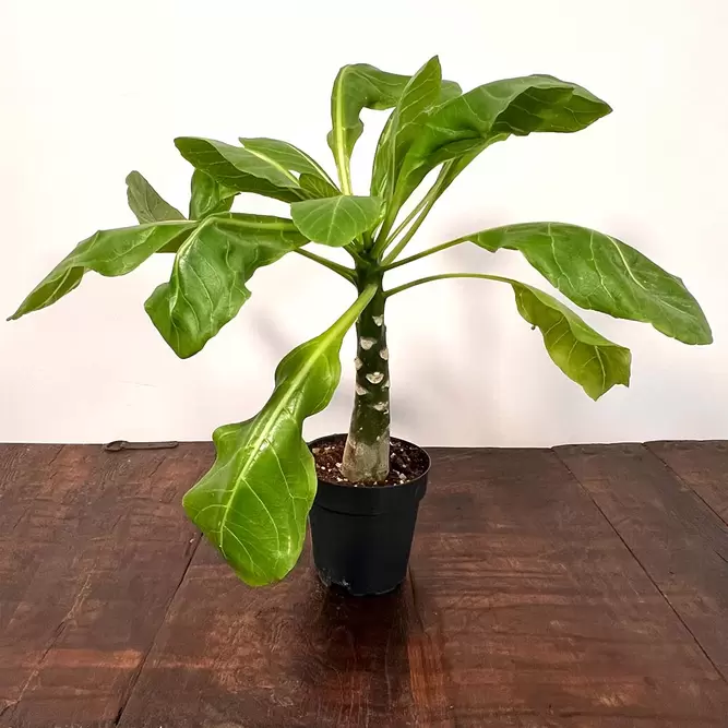 Brighamia insignis (Pot Size 12cm) Hawaiian palm - image 1