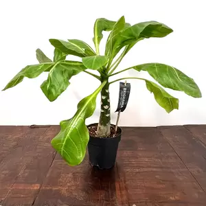 Brighamia insignis (Pot Size 12cm) Hawaiian palm - image 2