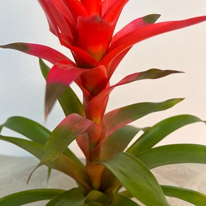 Bromeliad Cupcake (Pot Size 12cm) Cup Cake Bromeliad - image 5