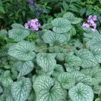 Brunnera