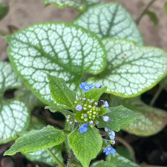 Brunnera macrophylla 'Alexander's Great' (Pot Size 2L) Siberian Bugloss - image 4