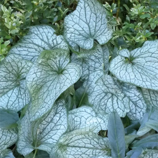 Brunnera macrophylla 'Alexander's Great' (Pot Size 2L) Siberian Bugloss - image 2