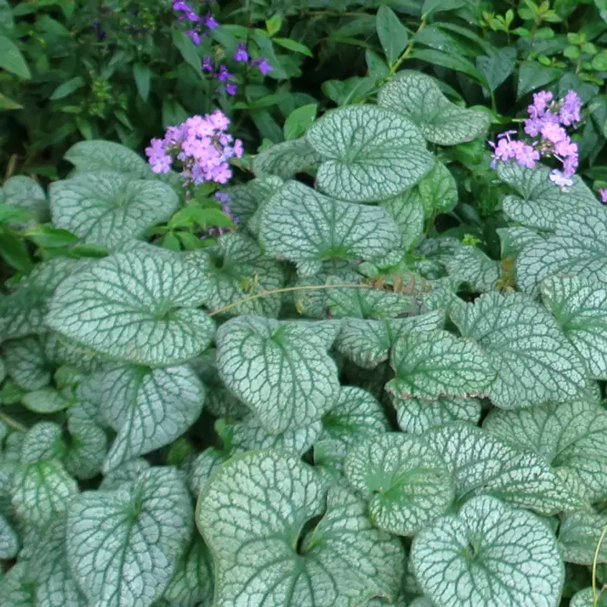 Brunnera macrophylla 'Alexander's Great' (Pot Size 2L) Siberian Bugloss - image 1