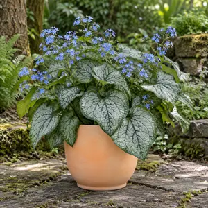 Brunnera macrophylla 'Alexanders Great'