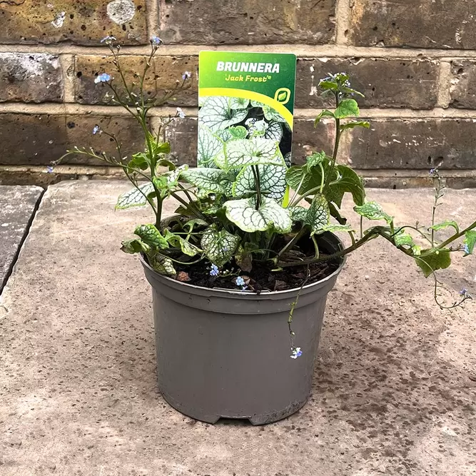 Brunnera macrophylla 'Jack Frost' (Pot Size 2L) - Siberian Bugloss - image 1