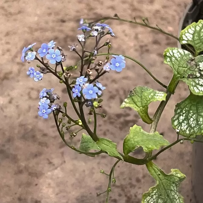 Brunnera macrophylla 'Jack Frost' (Pot Size 2L) - Siberian Bugloss - image 2