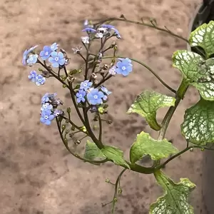 Brunnera macrophylla 'Jack Frost' (Pot Size 2L) - Siberian Bugloss - image 2