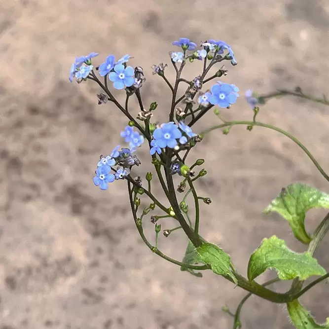 Brunnera macrophylla 'Jack Frost' (Pot Size 2L) - Siberian Bugloss - image 3