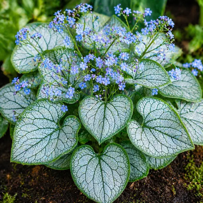 Brunnera macrophylla 'Jack Frost' (Pot Size 2L) - Siberian Bugloss - image 1