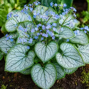 Brunnera macrophylla 'Jack Frost' (Pot Size 2L) - Siberian Bugloss