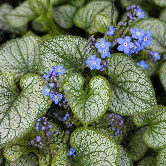 Brunnera macrophylla ‘Looking Glass’ (Pot Size 2L) Siberian Bugloss