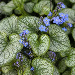 Brunnera macrophylla ‘Looking Glass’ (Pot Size 2L) Siberian Bugloss
