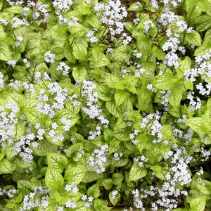 Brunnera macrophylla 'Mr Morse' (Pot Size 2L) - Siberian Bugloss - image 1