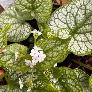 Brunnera macrophylla 'Mr Morse' (Pot Size 2L) - Siberian Bugloss - image 2