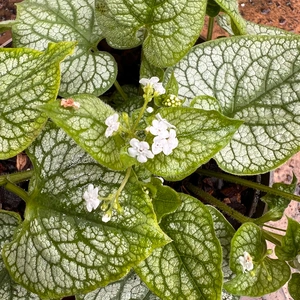 Brunnera macrophylla 'Mr Morse' (Pot Size 2L) - Siberian Bugloss - image 3